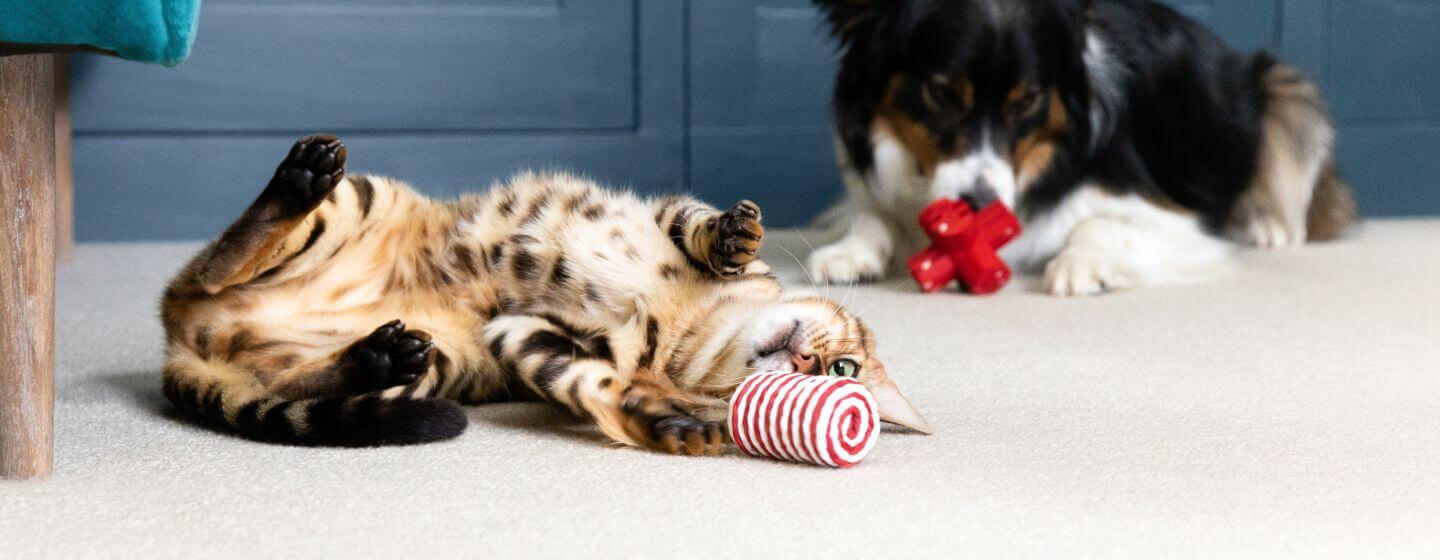 Kaķis un suņi guļ uz grīdas un spēlējas ar rotaļlietām.