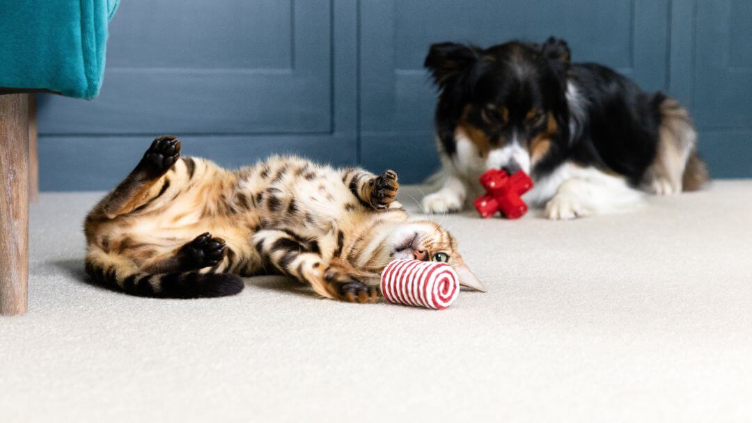 Cat and dogs lying on the floor playing with toys.