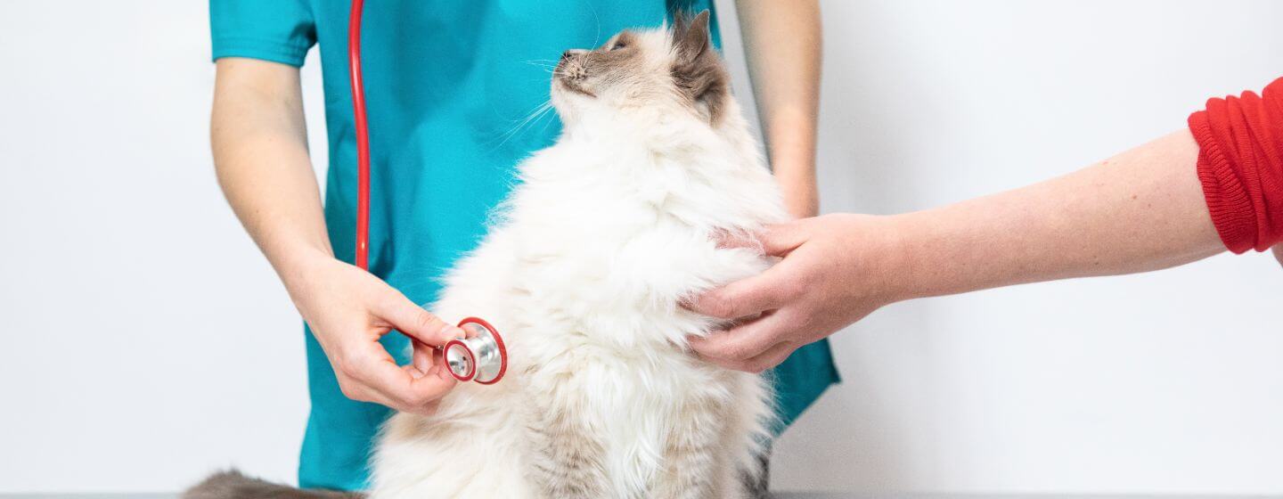 Pūkainu kaķi pārbauda veterinārārsts.
