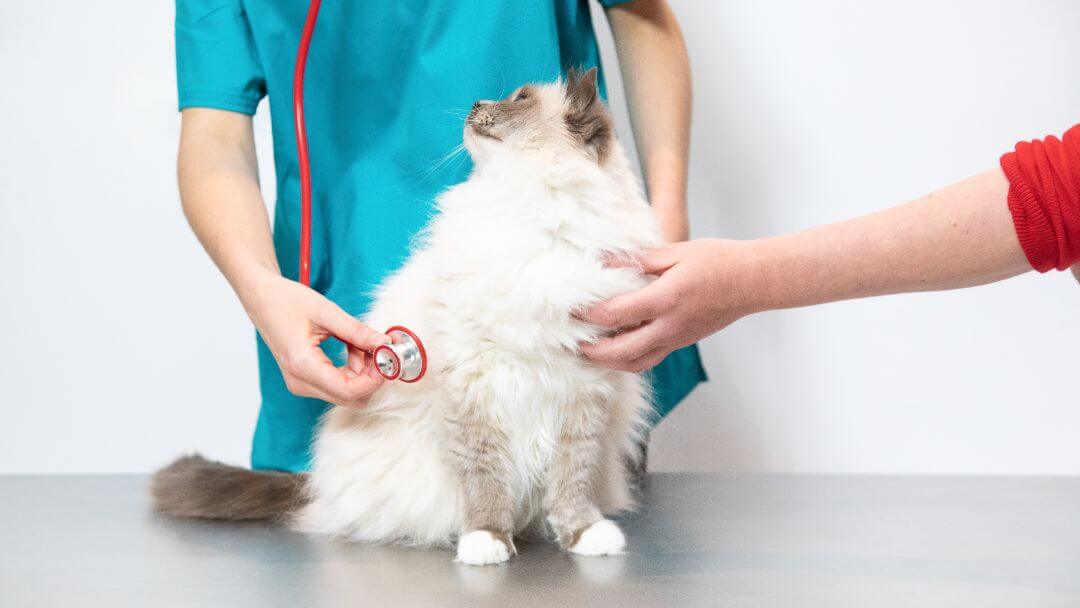 Pūkainu kaķi pārbauda veterinārārsts.