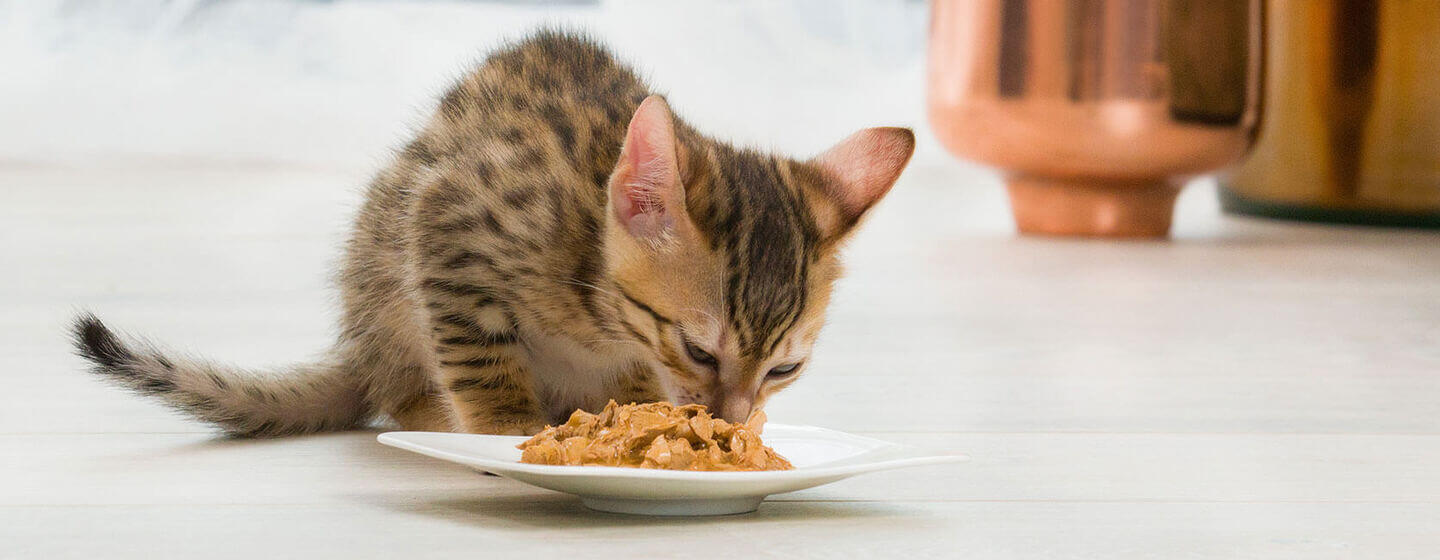 Brūns kaķēns, kas ēd ēdienu no šķīvja