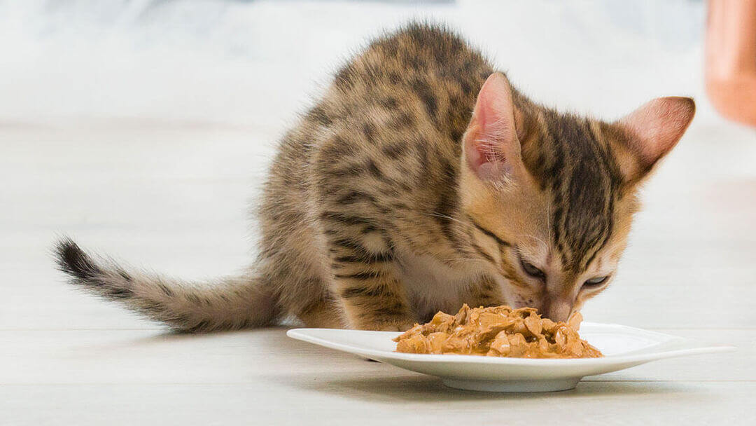 Brūns kaķēns, kas ēd ēdienu no šķīvja