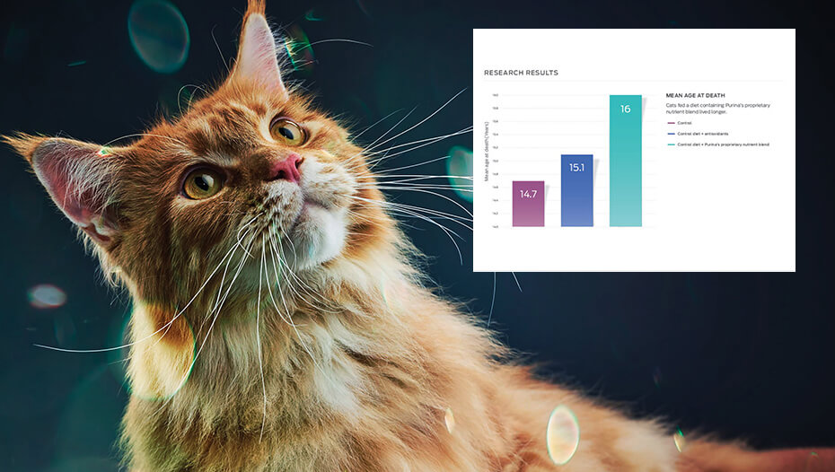 Ingvera kaķis un joslu diagrammas grafika