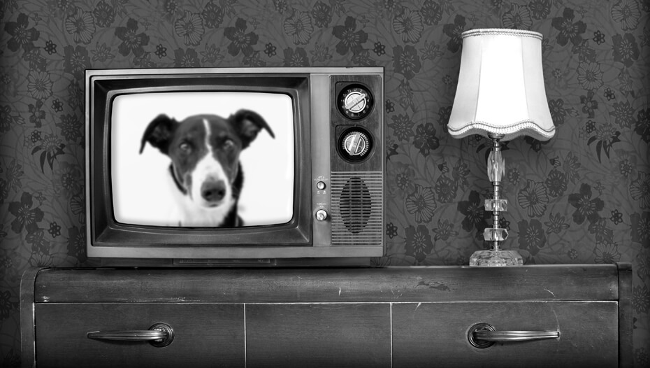 Melnbalts vecs televizors ar ieslēgtu suni