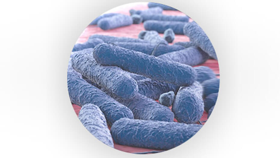 Prebiotiskās baktērijas
