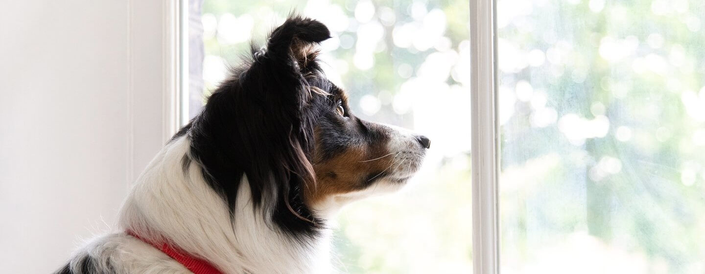 Kollijs, suns, kas sēž iekšā uz loga sēdekļa, skatās ārā pa logu.