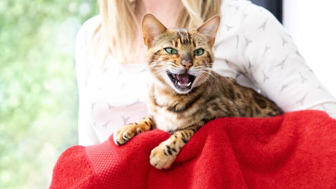 Brūns svītrains kaķis ņaud ar plaši atvērtu muti un zobiem.