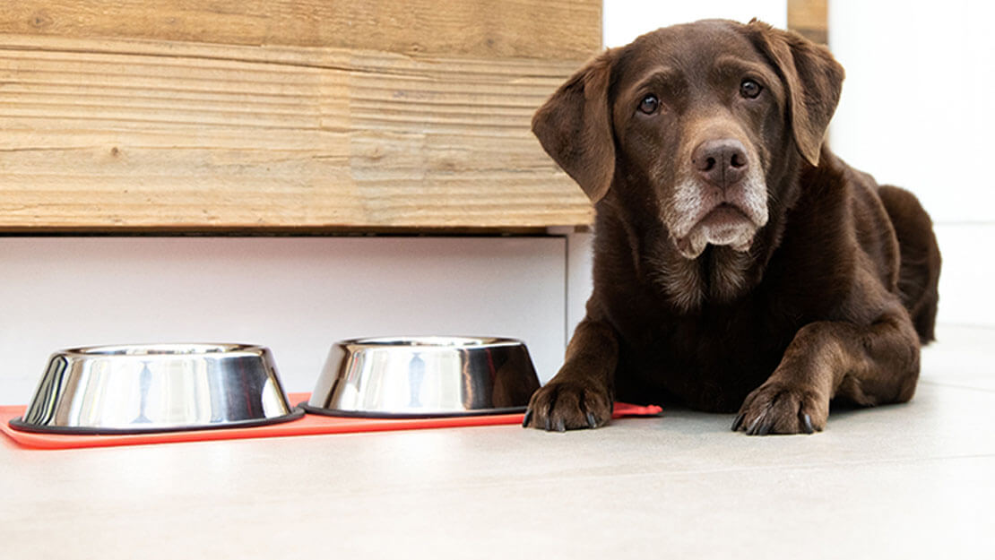 novecojošs labradors nogūlies līdzās barības bļodai