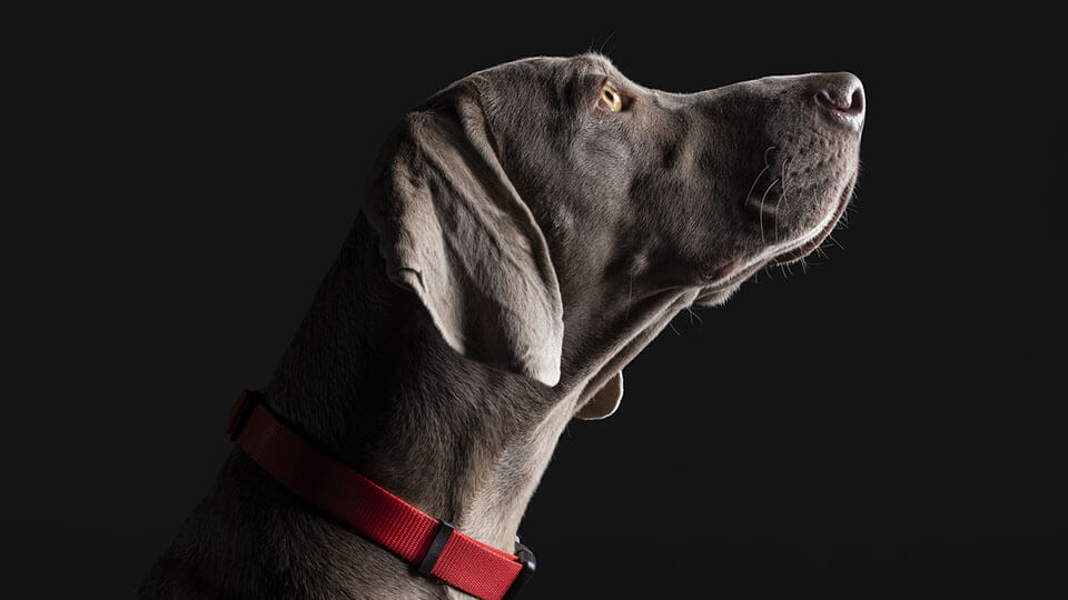 Weimaraner looking upwards