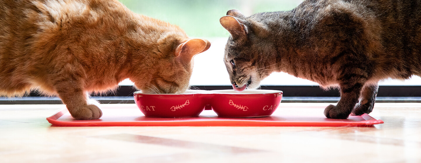 Divi kaķi ēd no sarkanas bļodas