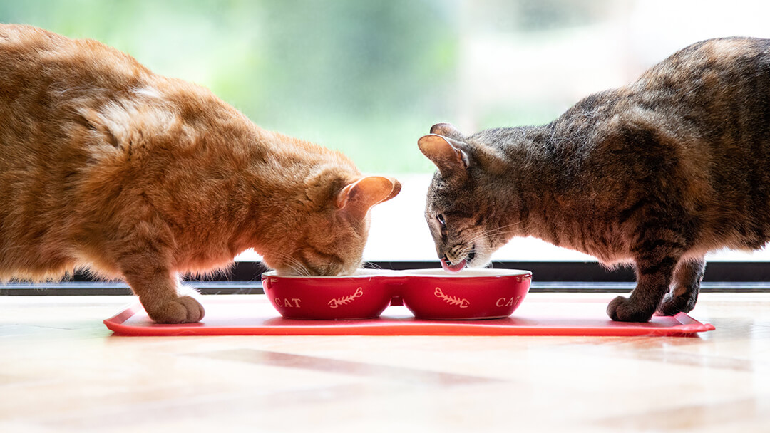 Divi kaķi ēd no sarkanas bļodas