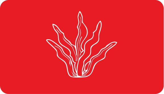 Jūraszāles