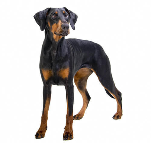 Dobermanis