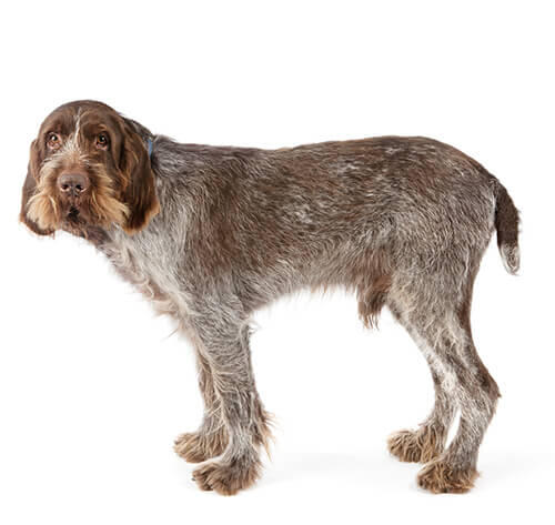 Itāļu spinone