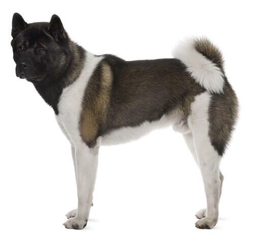 Japāņu akita