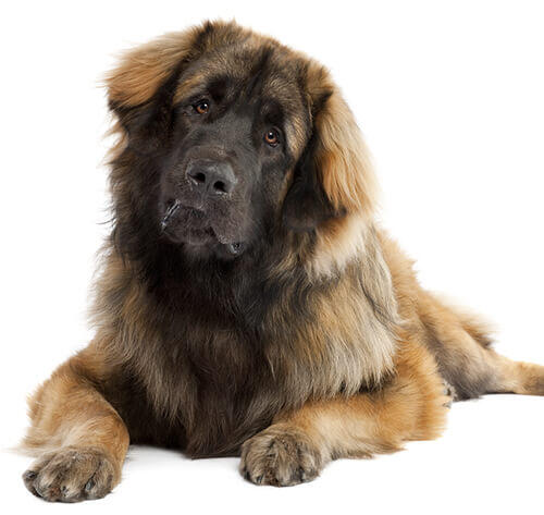 Leonbergers