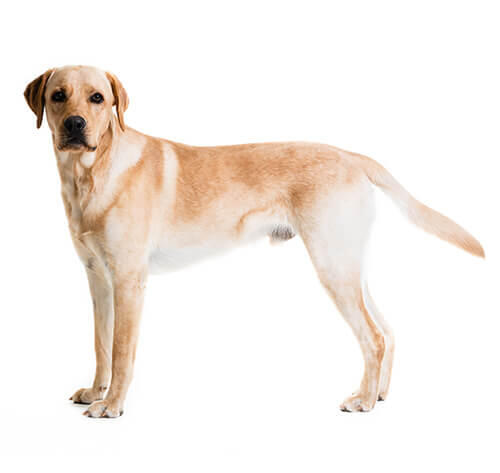 Labradoras retrīvers