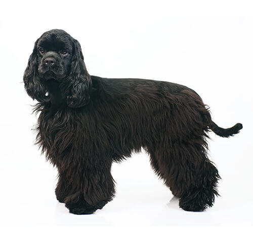 Amerikāņu kokerspaniels