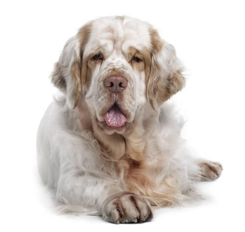 Klamberspaniels