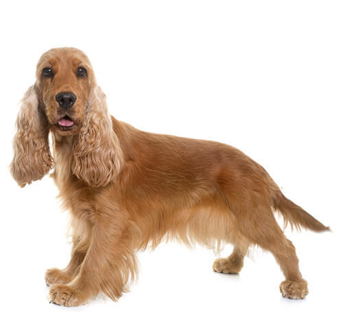 Kokerspaniels