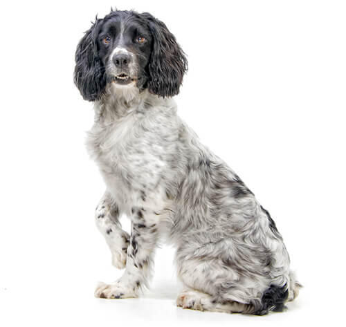 Angļu springerspaniels