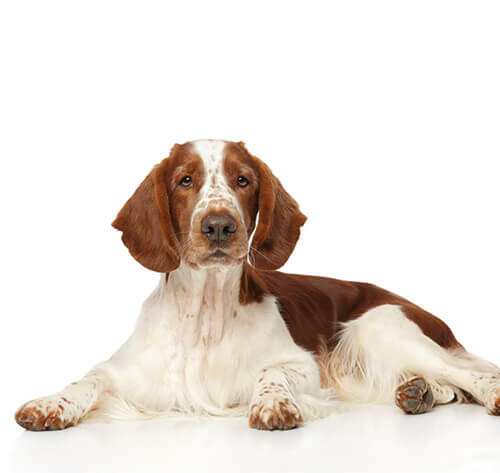 Velsas springerspaniels