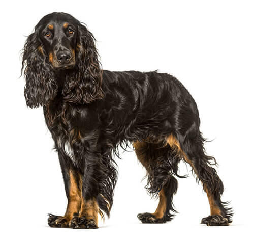 Fildspaniels