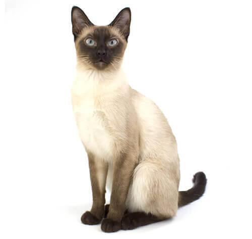 Siamese