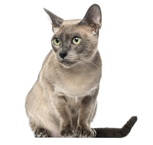 Tonkinese