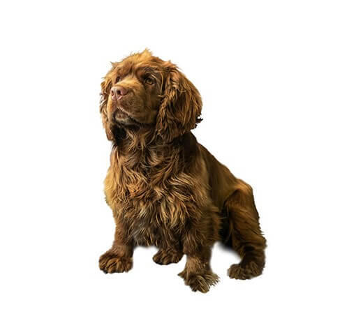 Saseksas spaniels