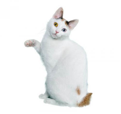 Japanese Bobtail Short Hair Japanese Bobtail Short Hair