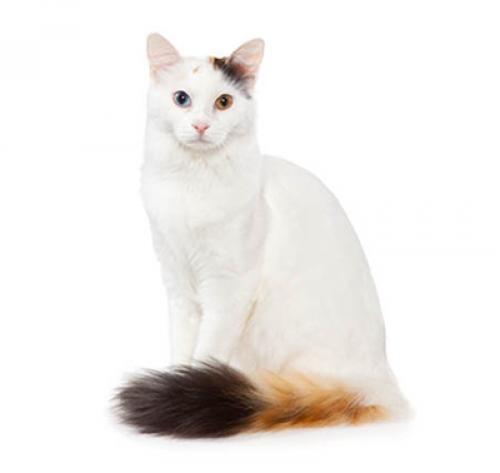 Turkish Van Turkish Van
