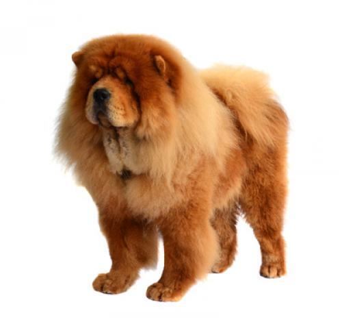 Chow Chow (Rough)