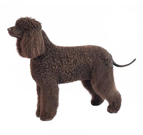 Īru ūdensspaniels