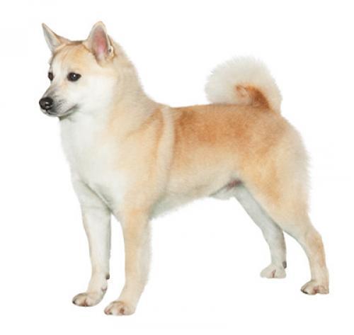 Norvēģu buhunds
