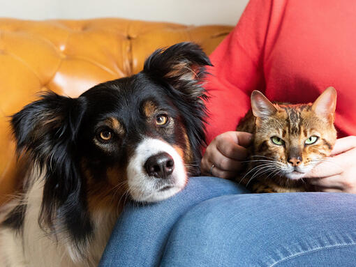 Suns un kaķis saimnieka klēpī