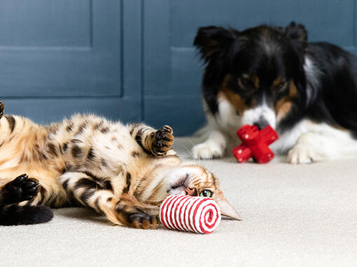 Kaķis un suns spēlējas ar rotaļlietām