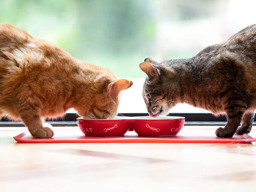 Divi kaķi ēd