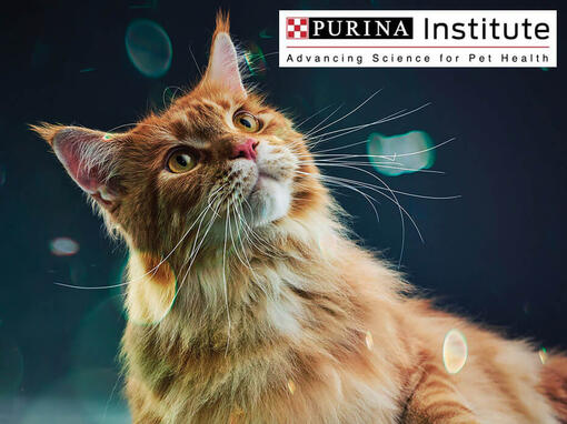 Purina institūts un inovācijas