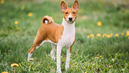 brūns basenji, kas stāv uz zāles.