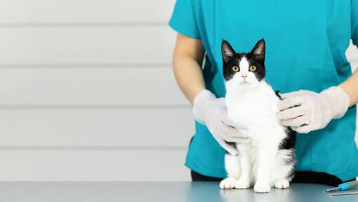 Melnbalts kaķis sēž uz veterinārārsta galda.