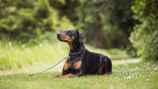 dobermanis guļ uz zāles