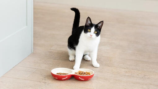 Melnbalts kaķis ar kaķu barības bļodiņām