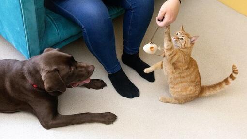 Kaķis spēlējas ar spalvu rotaļlietu ar saimnieku, kamēr suns vēro