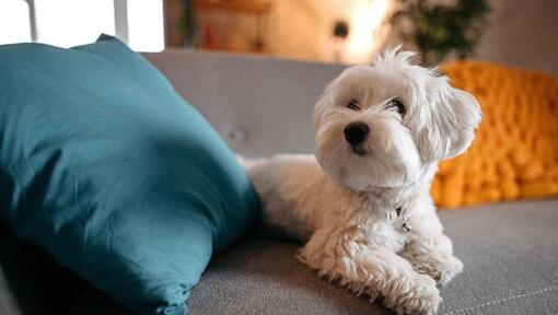 Maletes suns, kas guļ uz dīvāna