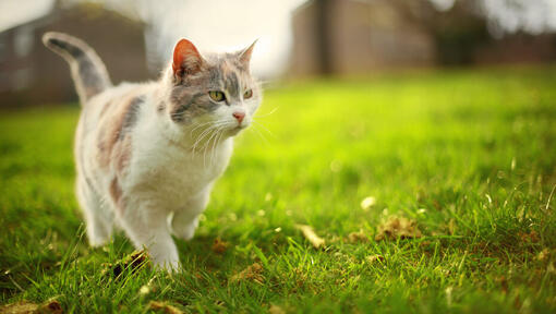 kaķēns staigā pa zāli