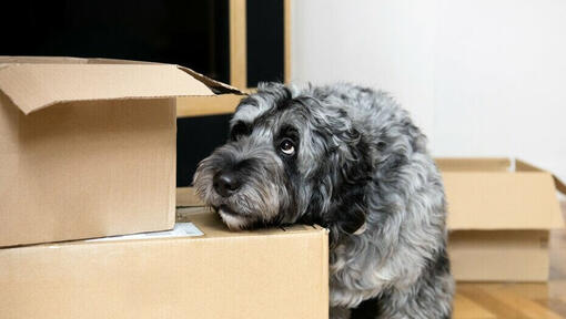 Pelēks suns, kurš izskatās norūpējies, un viņa galva ir atspiedusies uz iepakojuma kastēm.