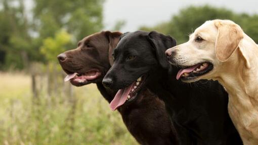 trīs labradori stāv kopā
