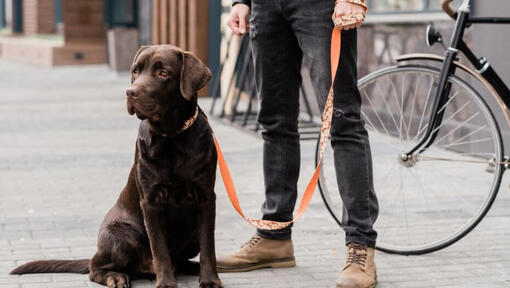 labradors stāv blakus savam saimniekam