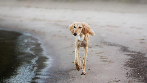 saluki suns skrien pa pludmali